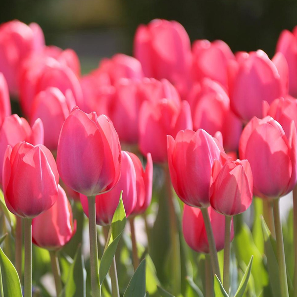 tulipas rosas