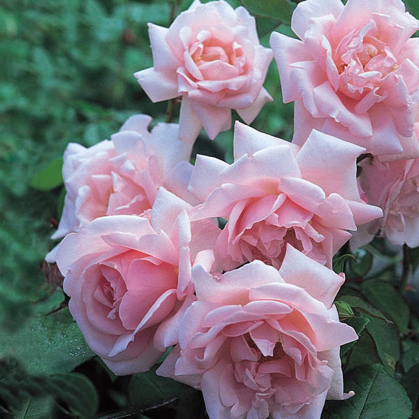 rosas cor de rosa