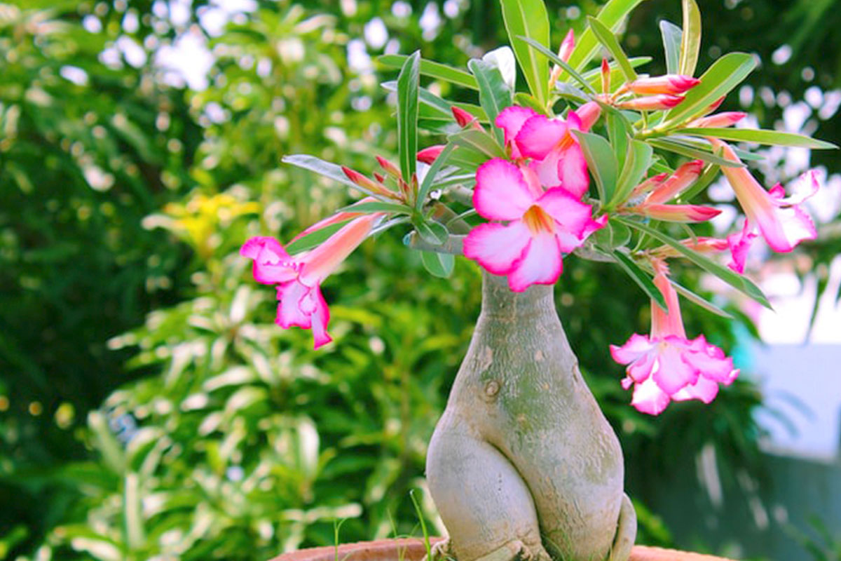 rosa do deserto