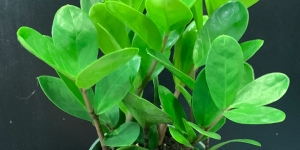 zamioculca 'Lucky Classic'