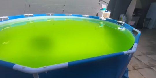 Piscina com água verde nunca mais! Este truque inacreditável limpa em minutos