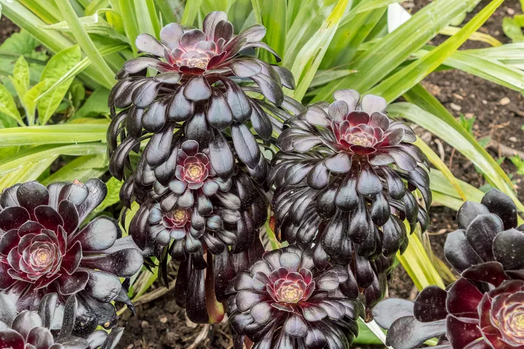 suculenta roseta negra