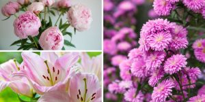 7 flores rosas que vão mudar a forma como você vê seu jardim