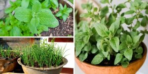 7 temperos fáceis de cultivar na sombra para enriquecer suas receitas