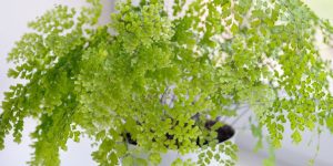 5 cuidados para ter uma Avenca saudável e vibrante no seu jardim em 2025