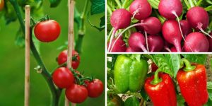 Os 7 vegetais mais fáceis de cultivar em jardim pequeno segundo especialistas