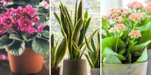 5 plantas que vão mudar sua rotina de jardinagem sem exigir troca de vaso
