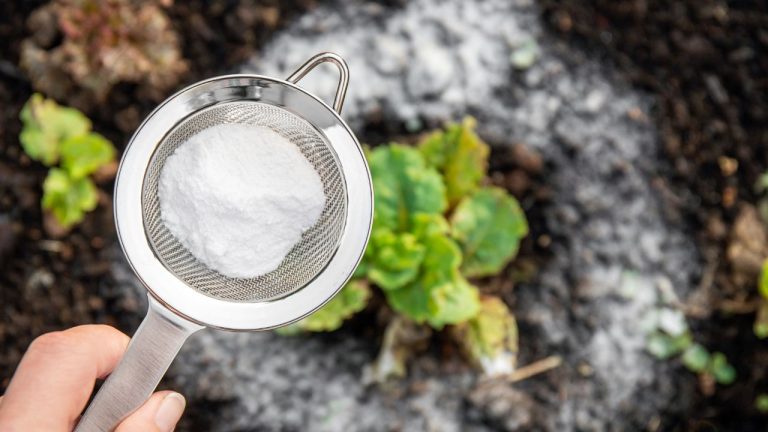 Adeus, flores murchas! O bicarbonato de sódio promete salvar seu jardim