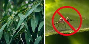 Especialistas afirmam eucalipto é a arma secreta para livrar seu jardim de mosquitos