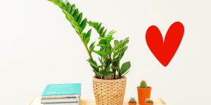 Top 5 razões pelas quais a Zamioculca é o novo vício dos amantes de plantas