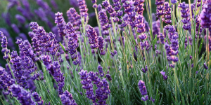 lavanda no inverno