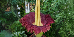Flor-cadáver