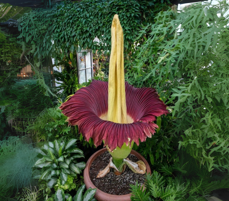 Flor-cadáver