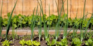 Dicas para cultivar sua horta caseira no frio