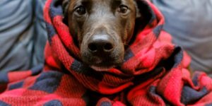 Dicas para proteger o cachorro no frio