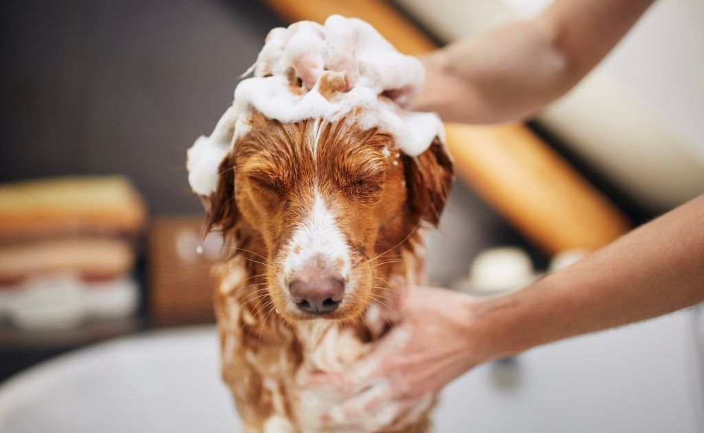 Dicas para proteger o cachorro no frio banho