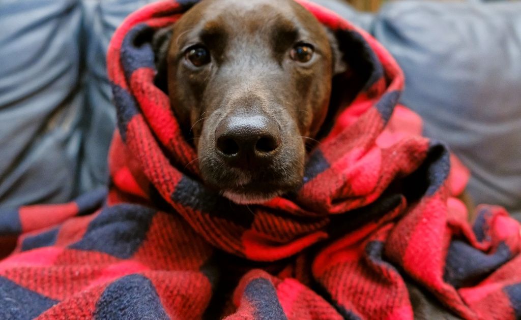 Dicas para proteger o cachorro no frio
