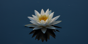 Flor de Lótus significados